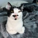 Astrid, Adult Female Domestic Short Hair