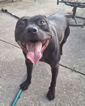 Singer, Young Male Pit Bull Terrier