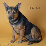 Tinker bell, an adoptable Shepherd, Mixed Breed in Ruidoso, NM, 88345 | Photo Image 1