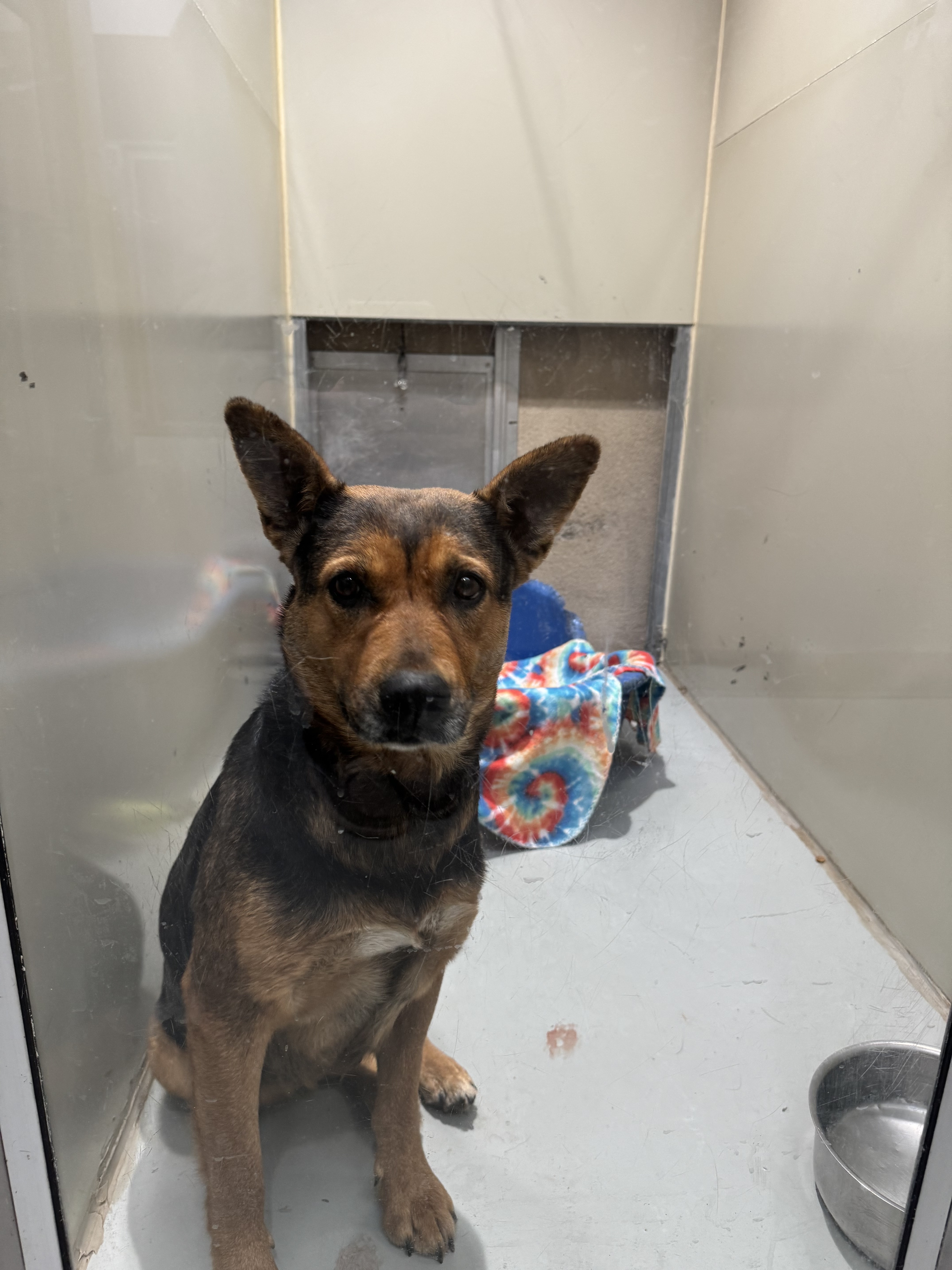 Tinker bell, an adoptable Shepherd, Mixed Breed in Ruidoso, NM, 88345 | Photo Image 2