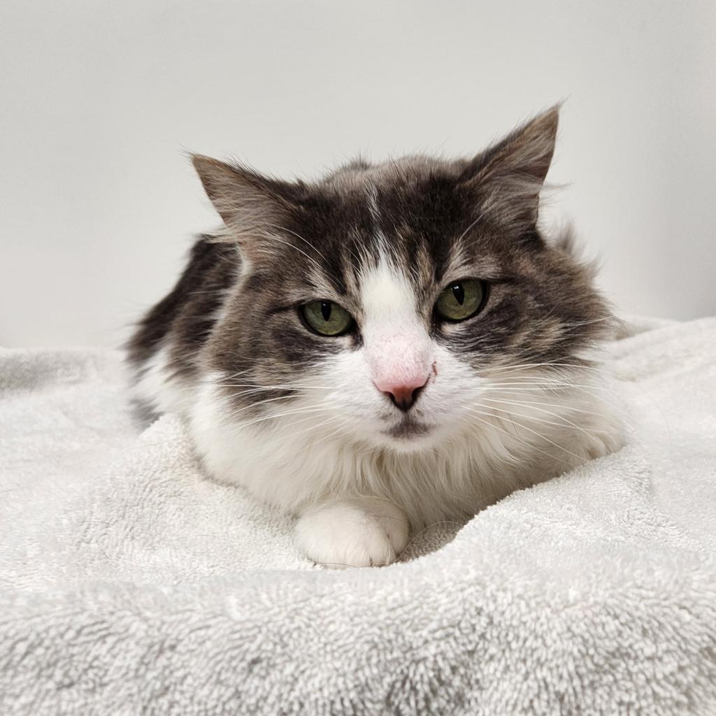 Stella, an adoptable Domestic Long Hair in Great Falls, MT, 59404 | Photo Image 1