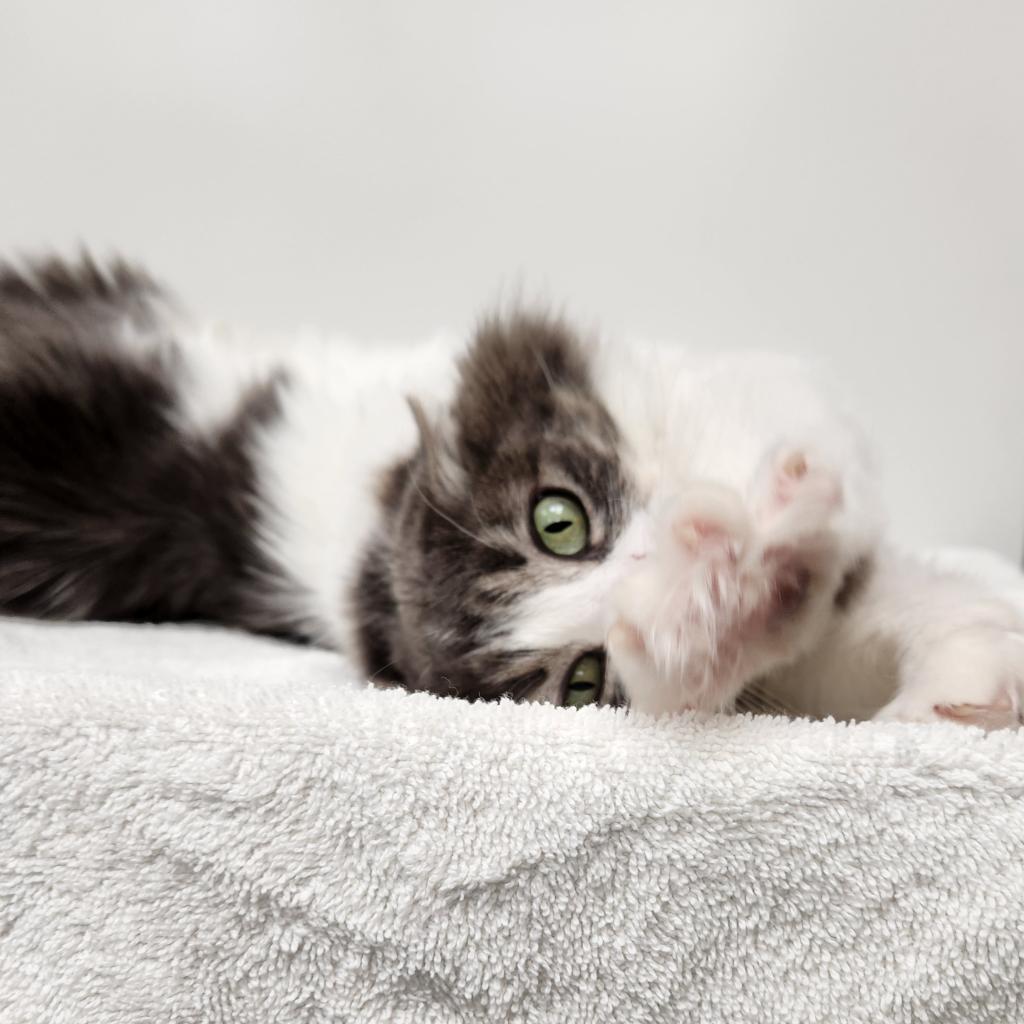 Stella, an adoptable Domestic Long Hair in Great Falls, MT, 59404 | Photo Image 2