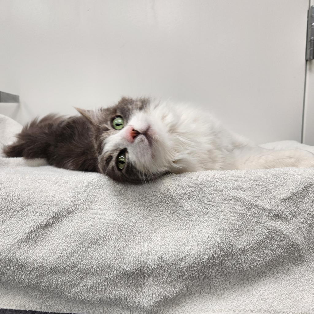 Stella, an adoptable Domestic Long Hair in Great Falls, MT, 59404 | Photo Image 3