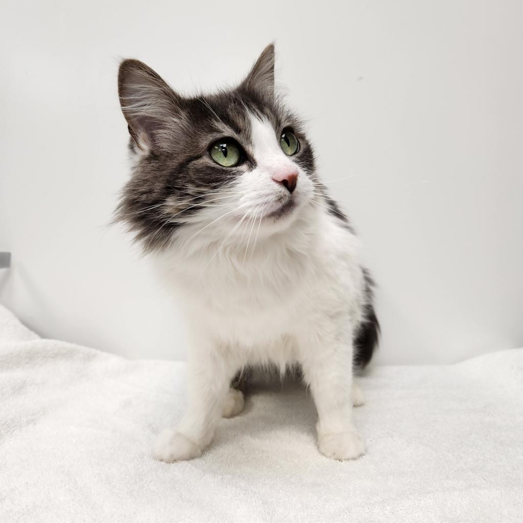 Stella, an adoptable Domestic Long Hair in Great Falls, MT, 59404 | Photo Image 4