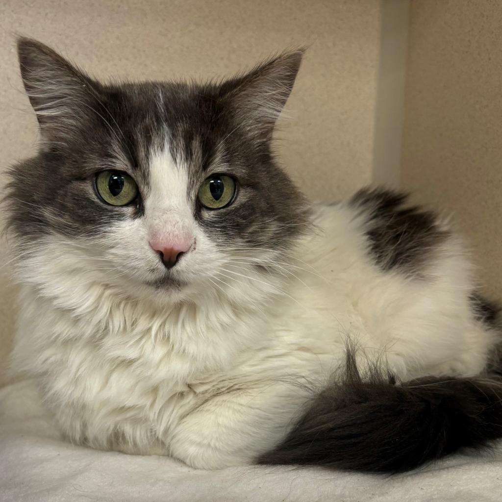 Stella, an adoptable Domestic Long Hair in Great Falls, MT, 59404 | Photo Image 5