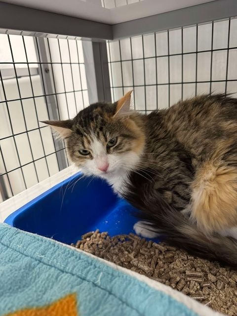 God mother, an adoptable Domestic Medium Hair in Brookings, OR, 97415 | Photo Image 1