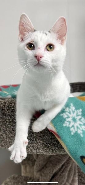 Pretty, an adoptable Domestic Short Hair in Brookings, OR, 97415 | Photo Image 1