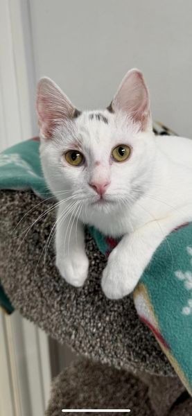 Pretty, an adoptable Domestic Short Hair in Brookings, OR, 97415 | Photo Image 3