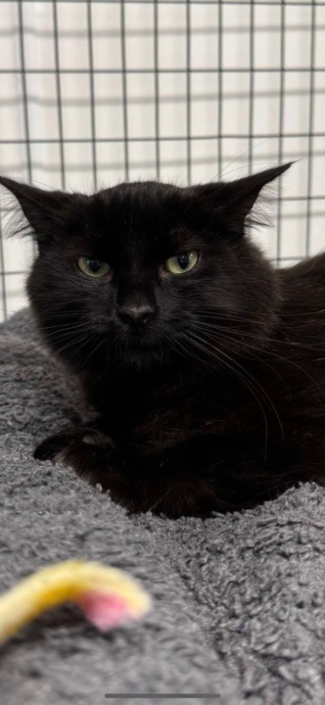 Sister Ping, an adoptable Domestic Medium Hair in Brookings, OR, 97415 | Photo Image 1