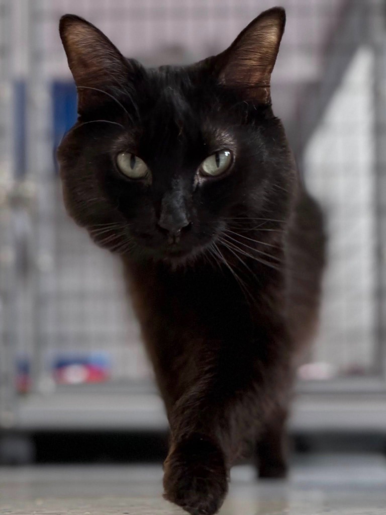 Sister Ping, an adoptable Domestic Medium Hair in Brookings, OR, 97415 | Photo Image 1