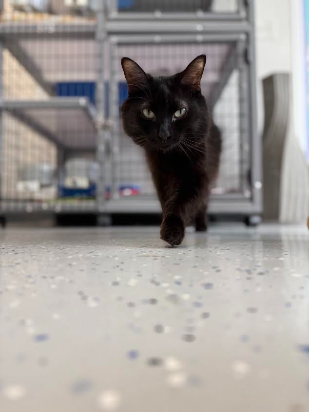Sister Ping, an adoptable Domestic Medium Hair in Brookings, OR, 97415 | Photo Image 2