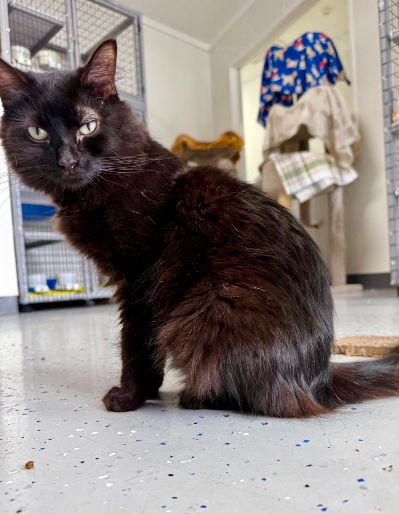 Sister Ping, an adoptable Domestic Medium Hair in Brookings, OR, 97415 | Photo Image 3