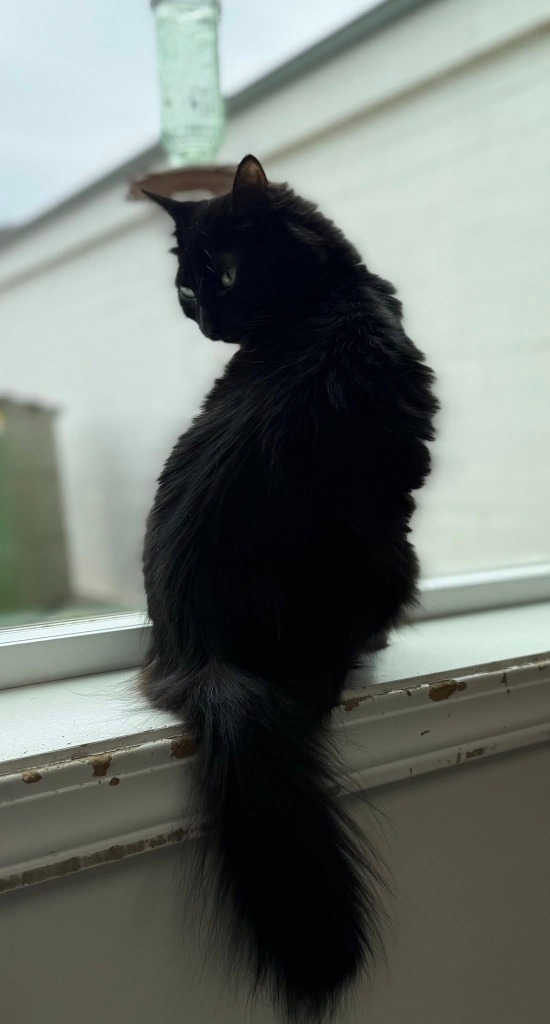 Sister Ping, an adoptable Domestic Medium Hair in Brookings, OR, 97415 | Photo Image 4