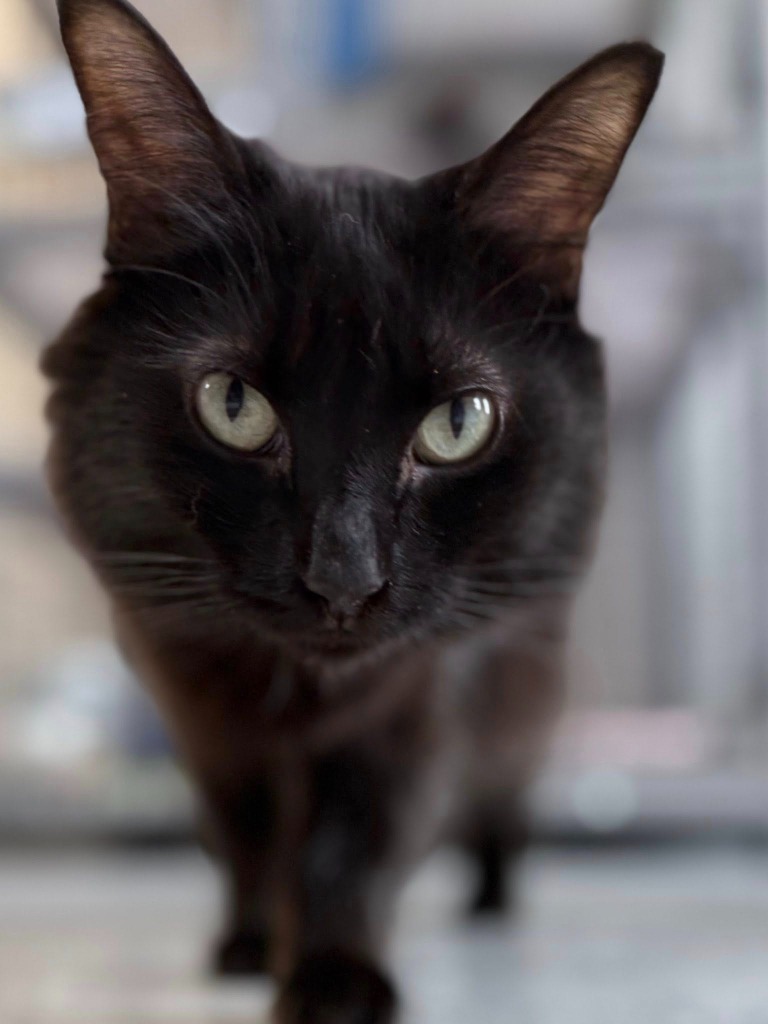 Sister Ping, an adoptable Domestic Medium Hair in Brookings, OR, 97415 | Photo Image 5