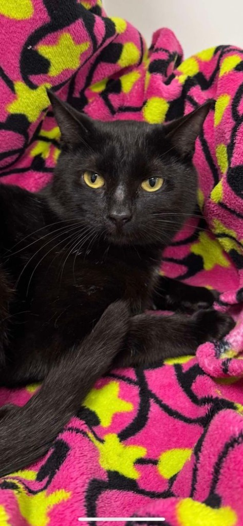 Frenchie the Furious, an adoptable Domestic Medium Hair in Brookings, OR, 97415 | Photo Image 1