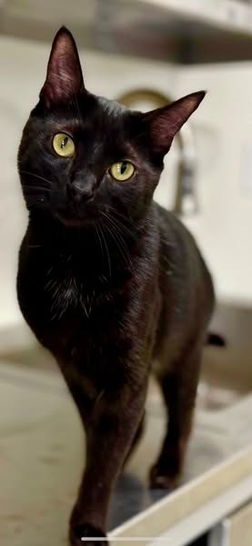 Frenchie the Furious, an adoptable Domestic Medium Hair in Brookings, OR, 97415 | Photo Image 1