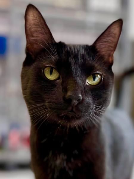 Frenchie the Furious, an adoptable Domestic Medium Hair in Brookings, OR, 97415 | Photo Image 3