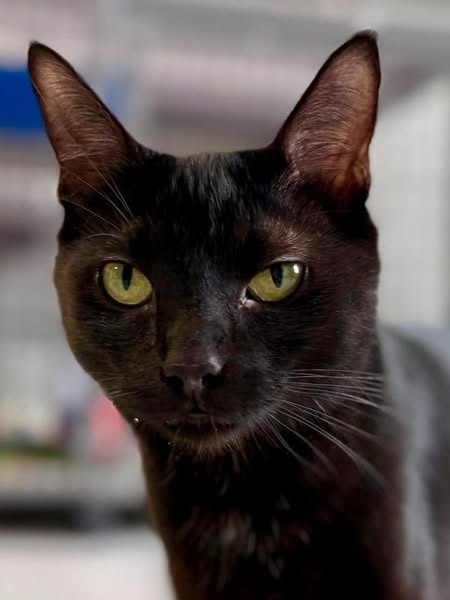 Frenchie the Furious, an adoptable Domestic Medium Hair in Brookings, OR, 97415 | Photo Image 4