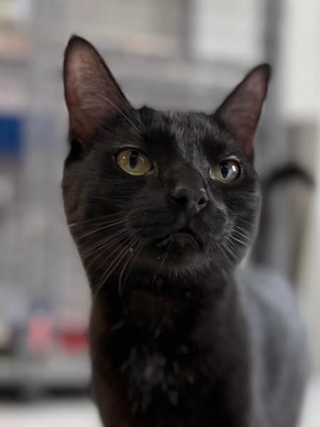 Frenchie the Furious, an adoptable Domestic Medium Hair in Brookings, OR, 97415 | Photo Image 5