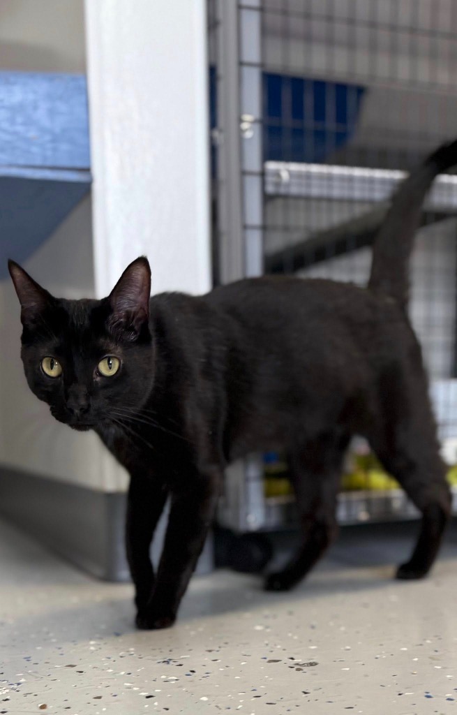 Frenchie the Furious, an adoptable Domestic Medium Hair in Brookings, OR, 97415 | Photo Image 6