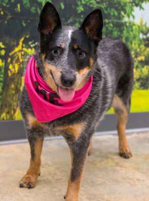What is not to love about Lucie Blue The sweetest and most resilient eight-year-old Blue Heeler you
