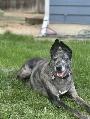 Jupiter, Adult Male Catahoula Leopard Dog