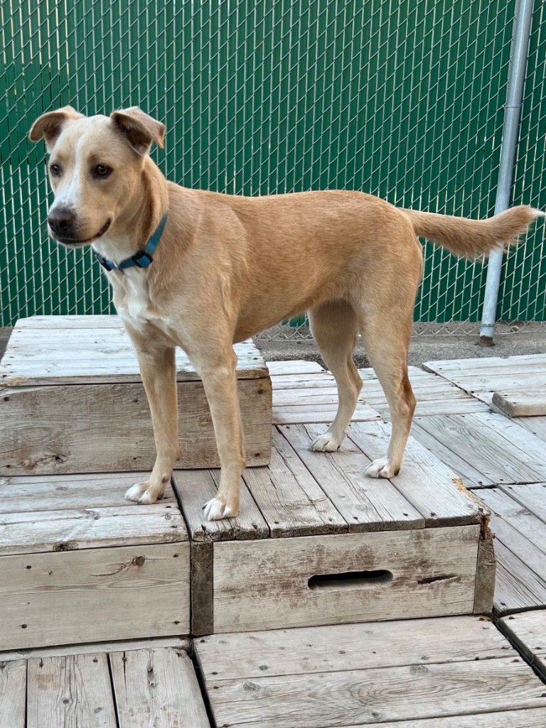 Mish, an adoptable Labrador Retriever, Shepherd in Winnipeg, MB, R3H 0M1 | Photo Image 1