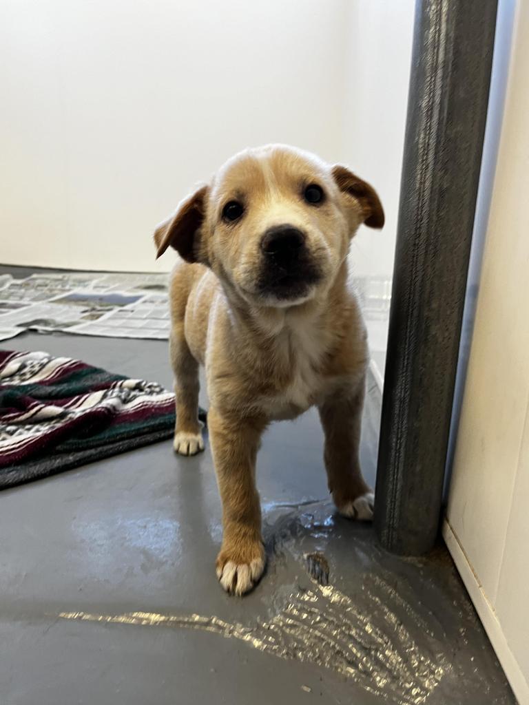 Mish, an adoptable Labrador Retriever, Shepherd in Winnipeg, MB, R3H 0M1 | Photo Image 2