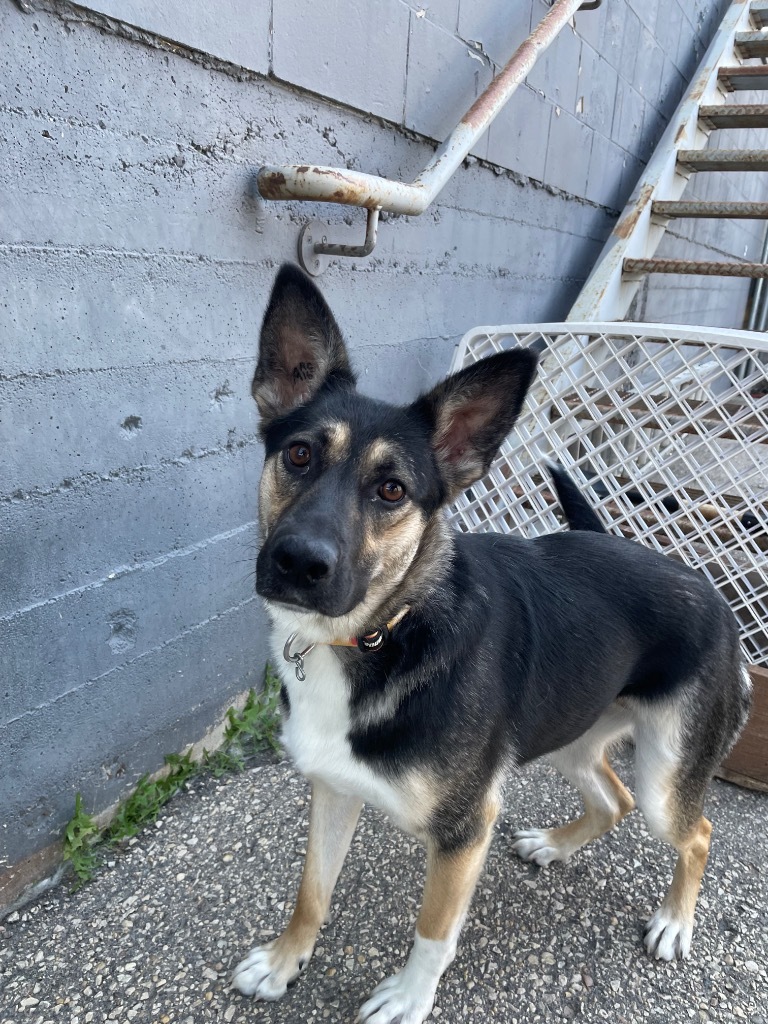 Queen Queso, an adoptable German Shepherd Dog in Winnipeg, MB, R3H 0M1 | Photo Image 1