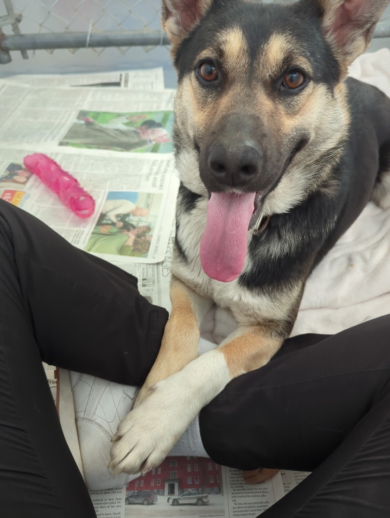 Queen Queso, an adoptable German Shepherd Dog in Winnipeg, MB, R3H 0M1 | Photo Image 2