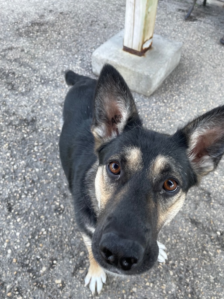 Queen Queso, an adoptable German Shepherd Dog in Winnipeg, MB, R3H 0M1 | Photo Image 3