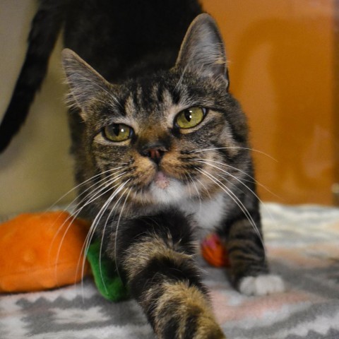 Lolly, an adoptable Domestic Short Hair in Rifle, CO, 81650 | Photo Image 1