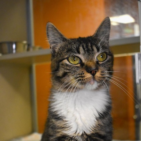 Lolly, an adoptable Domestic Short Hair in Rifle, CO, 81650 | Photo Image 4