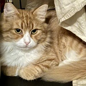 Meet Butter - The Sweetest Fluff Ball Youll Ever Know Butter is a three-year-old orange and white g