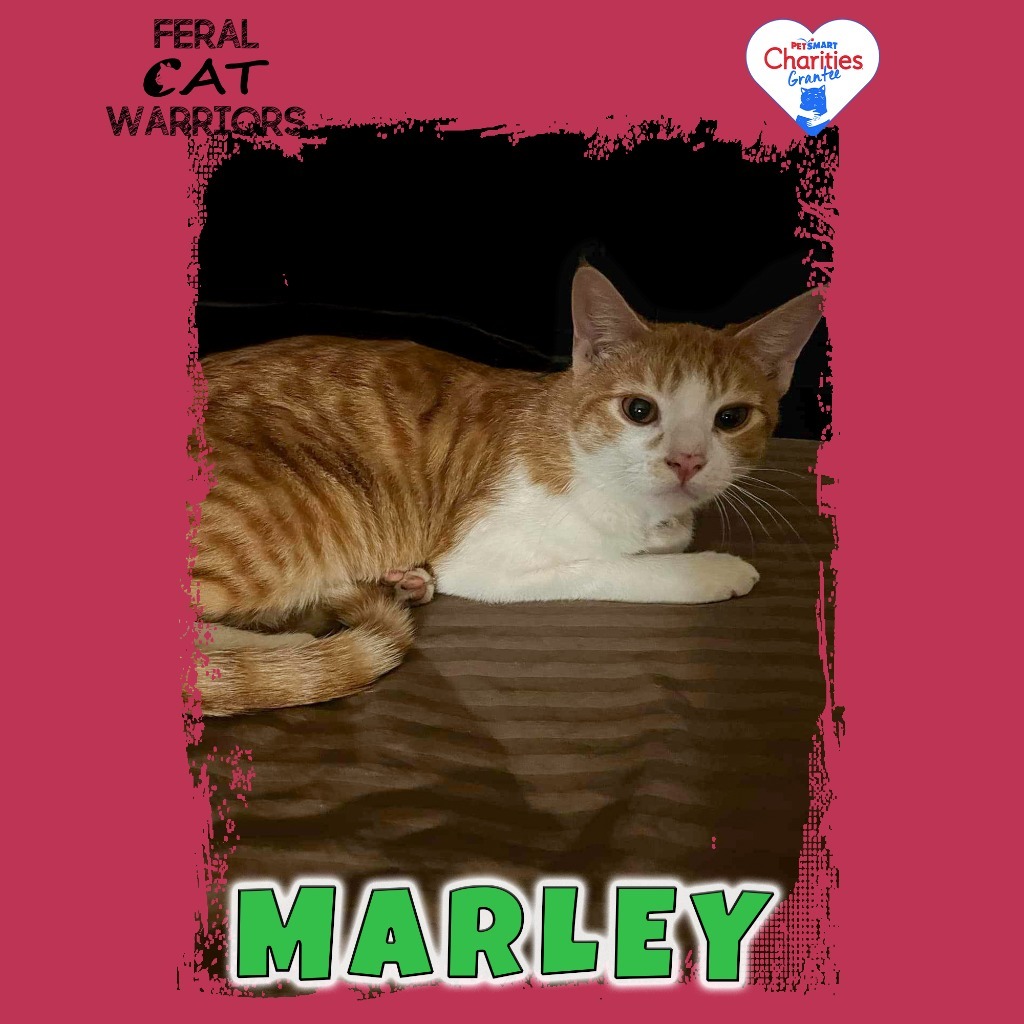 Marley, an adoptable Domestic Short Hair in Kingman, AZ, 86401 | Photo Image 1