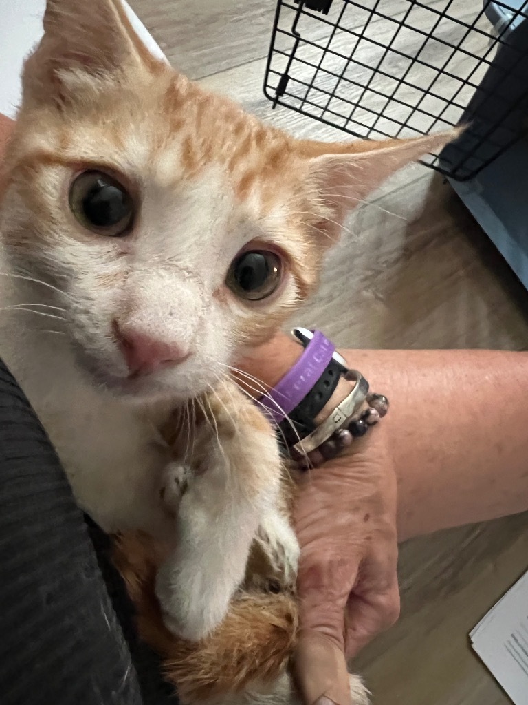 Marley, an adoptable Domestic Short Hair in Kingman, AZ, 86401 | Photo Image 2