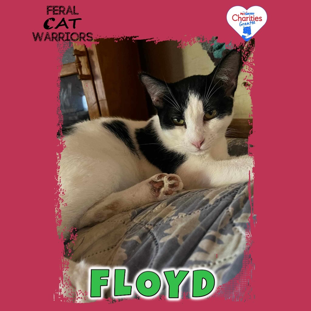 Floyd, an adoptable Domestic Short Hair in Kingman, AZ, 86401 | Photo Image 1