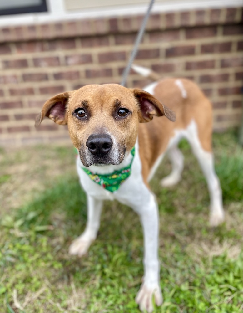 Fizzbo, an adoptable Feist, Mixed Breed in Dickson, TN, 37055 | Photo Image 1