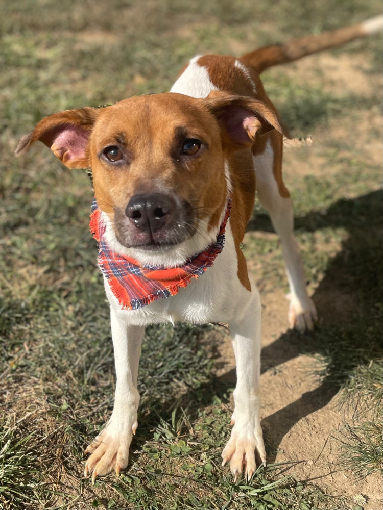 Fizzbo, an adoptable Feist, Mixed Breed in Dickson, TN, 37055 | Photo Image 2