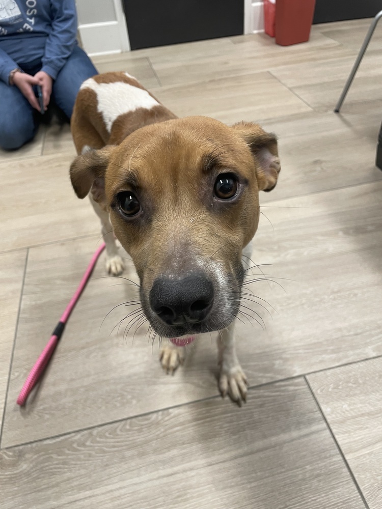 Fizzbo, an adoptable Feist, Mixed Breed in Dickson, TN, 37055 | Photo Image 3