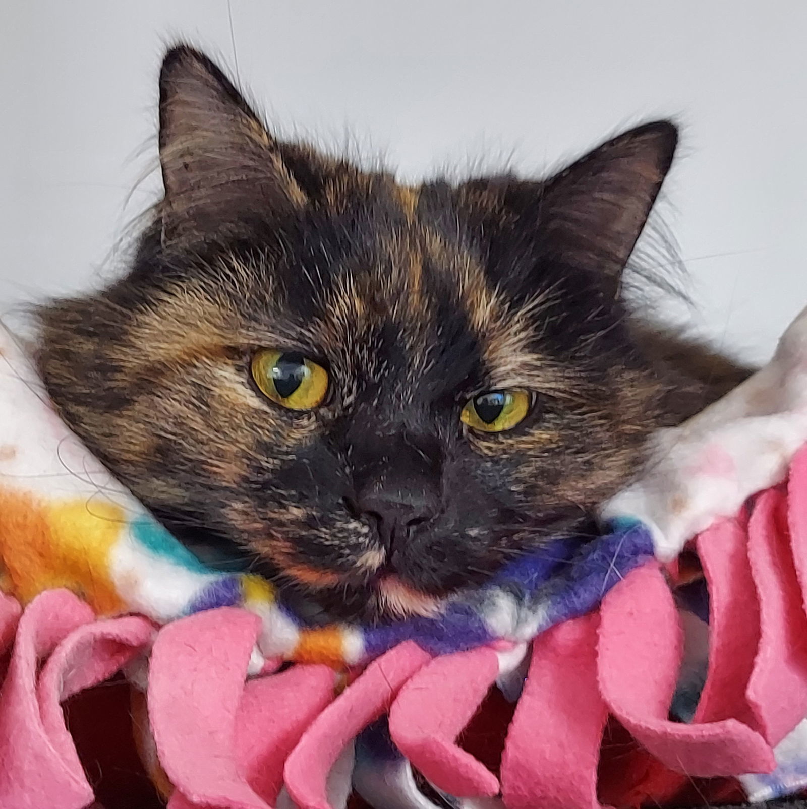 Deanna, an adoptable Domestic Medium Hair, Tortoiseshell in Montello, WI, 53949 | Photo Image 1