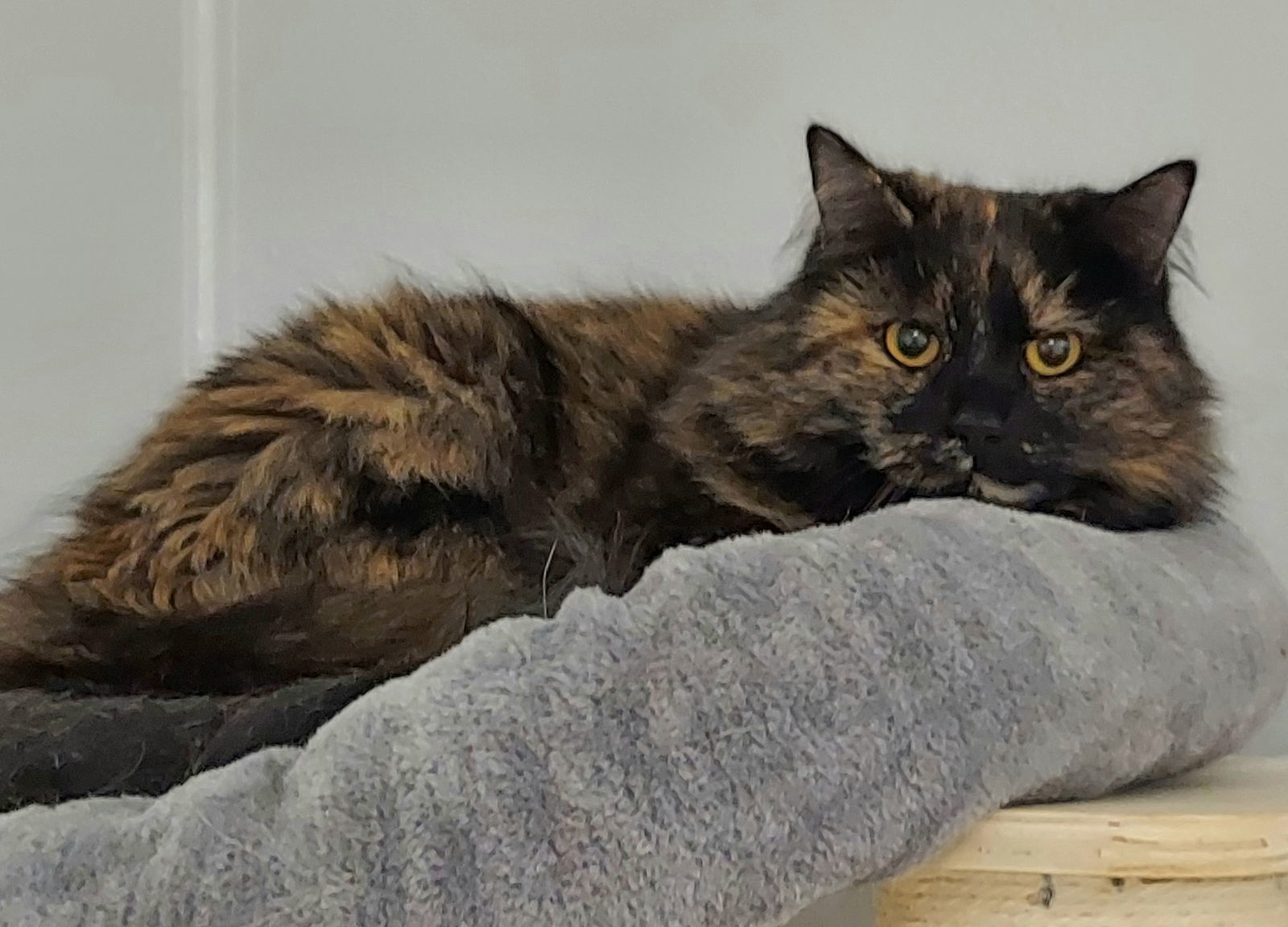 Deanna, an adoptable Domestic Medium Hair, Tortoiseshell in Montello, WI, 53949 | Photo Image 2