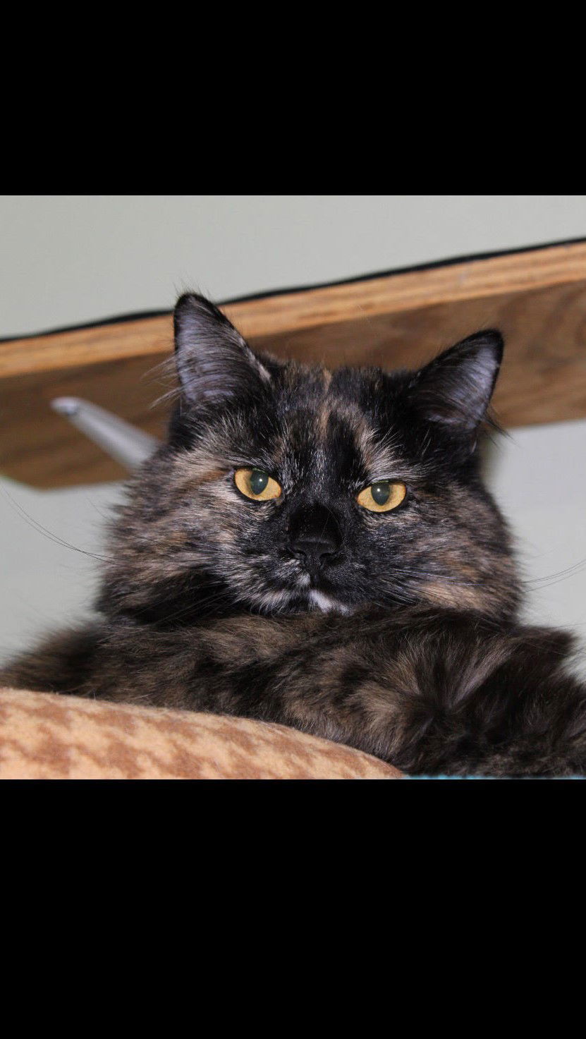 Deanna, an adoptable Domestic Medium Hair, Tortoiseshell in Montello, WI, 53949 | Photo Image 3