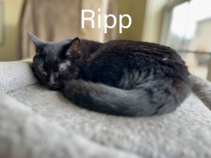 Ripp, Young Male Domestic Short Hair