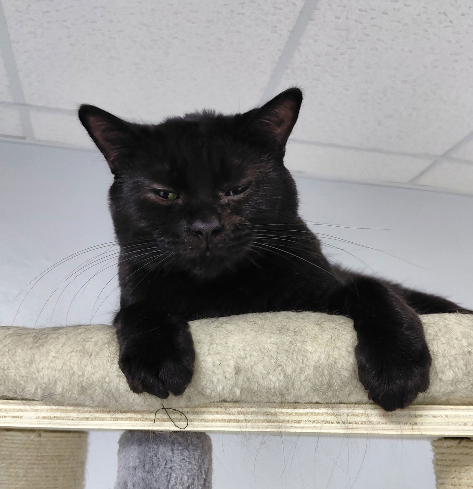 Ripp, an adoptable Domestic Short Hair in Montello, WI, 53949 | Photo Image 1