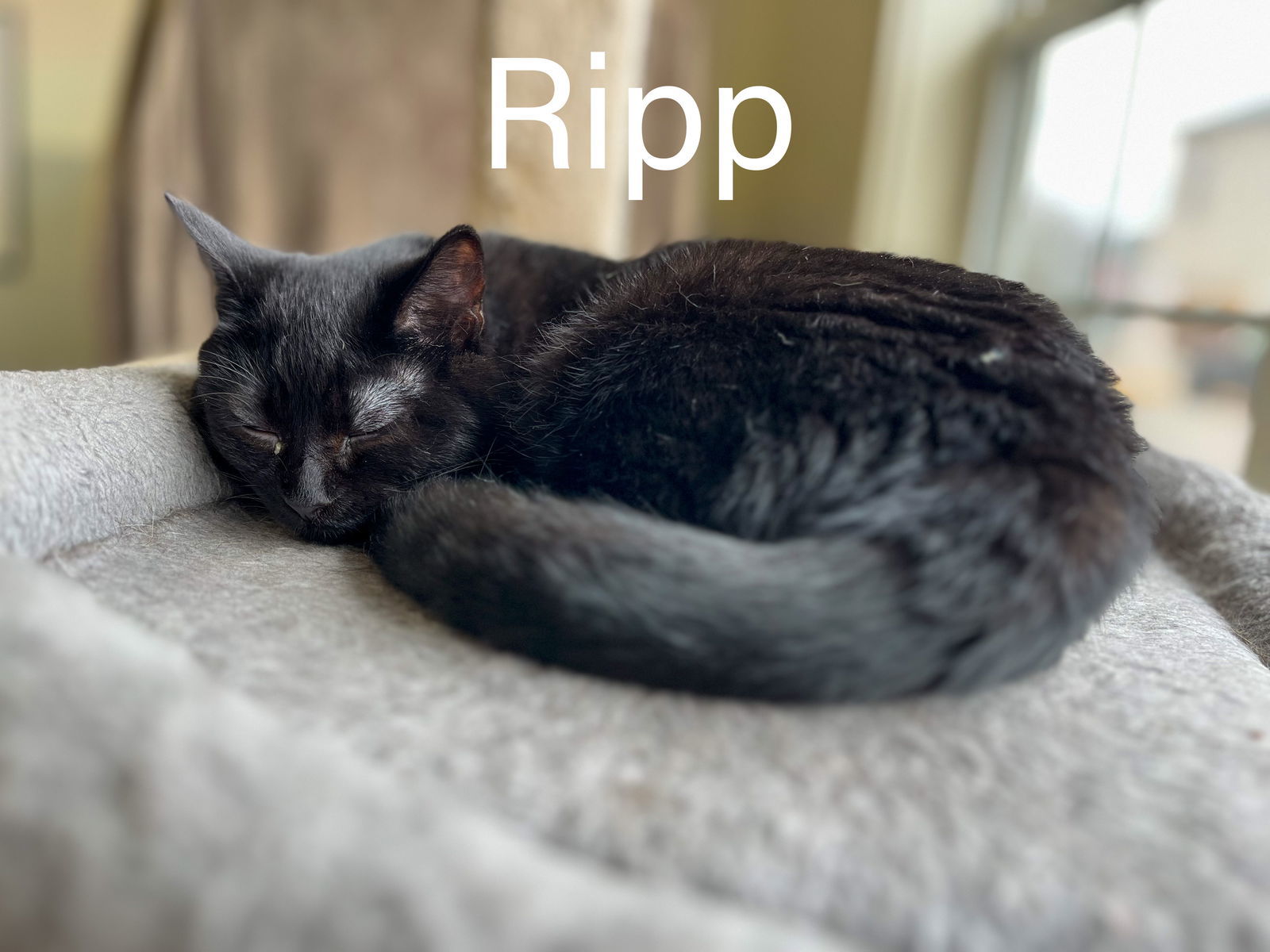 Ripp, an adoptable Domestic Short Hair in Montello, WI, 53949 | Photo Image 2