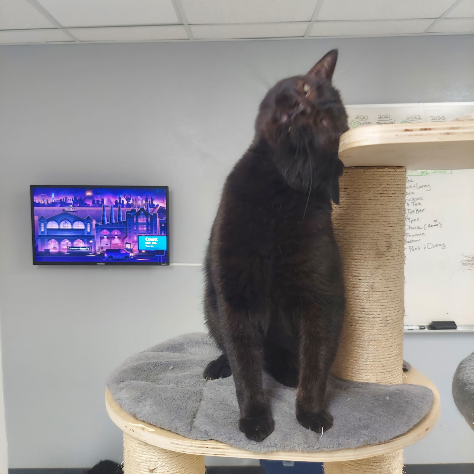 Ripp, an adoptable Domestic Short Hair in Montello, WI, 53949 | Photo Image 3