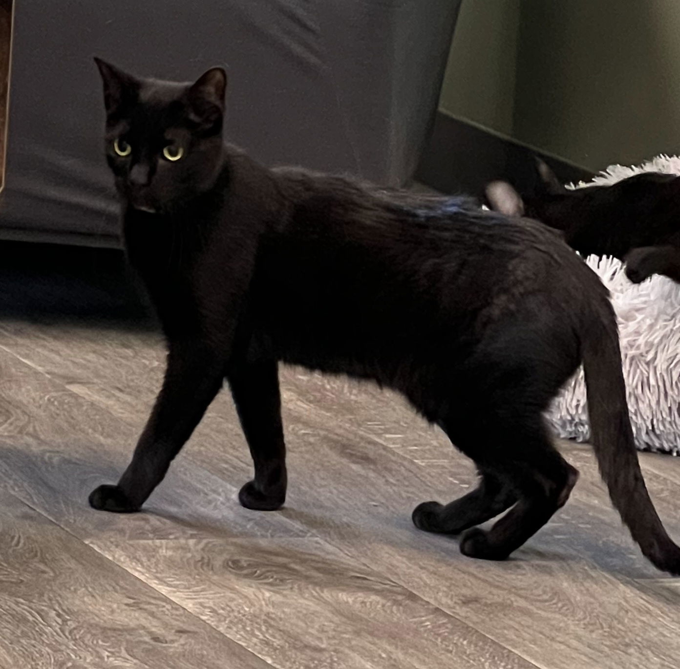 Gypsy @ The Cat's Brew, an adoptable Domestic Short Hair in Montello, WI, 53949 | Photo Image 1