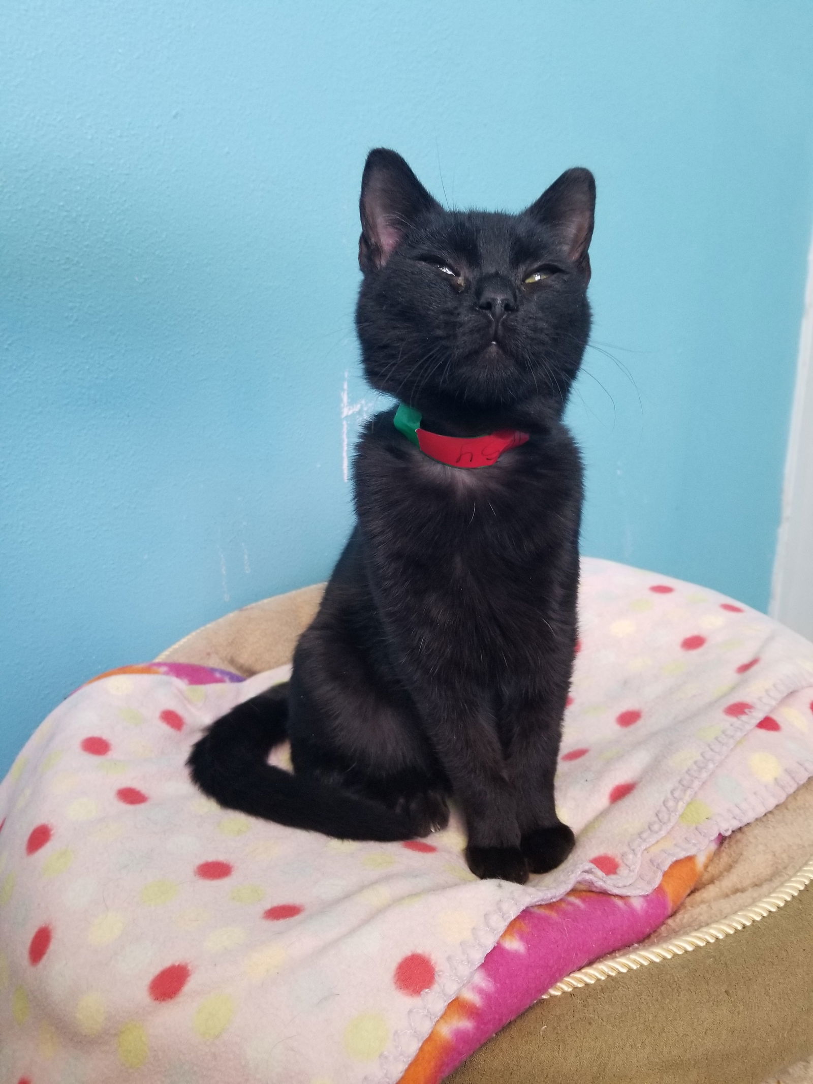 Gypsy @ The Cat's Brew, an adoptable Domestic Short Hair in Montello, WI, 53949 | Photo Image 2