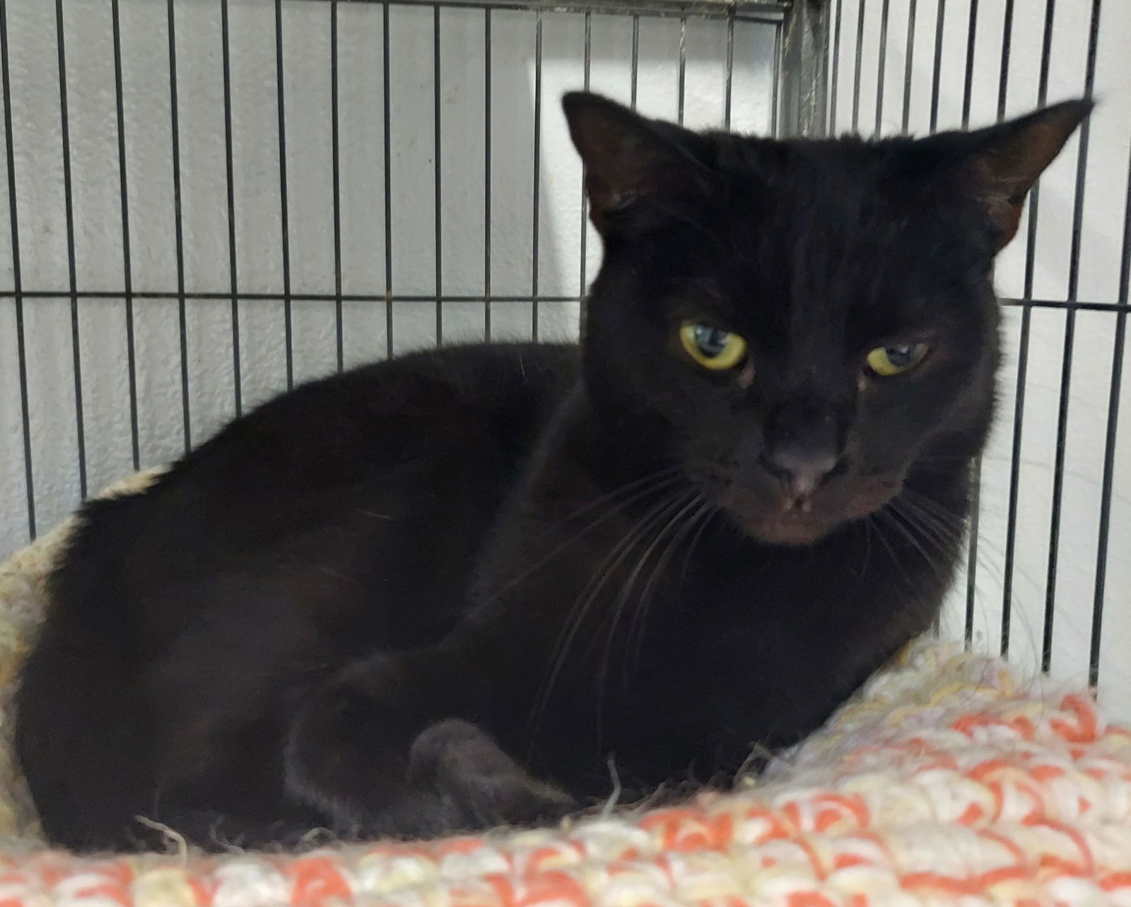 Gypsy @ The Cat's Brew, an adoptable Domestic Short Hair in Montello, WI, 53949 | Photo Image 3